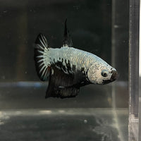 the-fish-farm Premium Male Betta Fancy Plakat Betta Male - One Only - 7 Buy this Premium Male Plakat Betta - One Only The Fish Farm Australia 