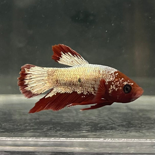 the-fish-farm Premium Male Betta Fancy Plakat Betta Male - One Only - 7 Buy this Premium Male Plakat Betta - One Only The Fish Farm Australia 