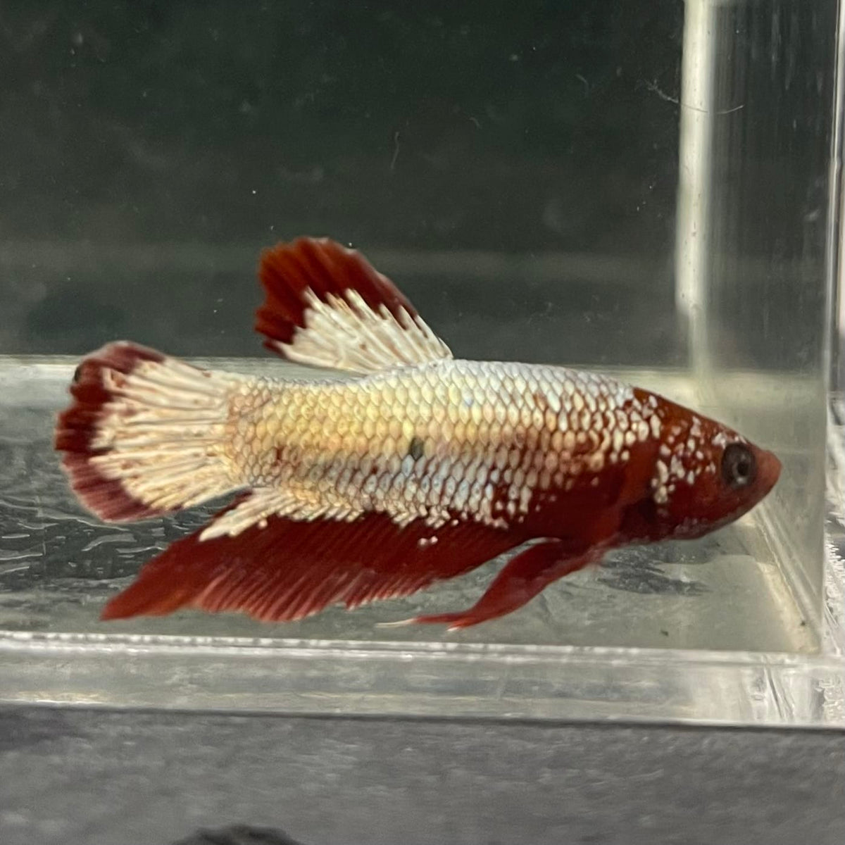 the-fish-farm Premium Male Betta Fancy Plakat Betta Male - One Only - 7 Buy this Premium Male Plakat Betta - One Only The Fish Farm Australia 