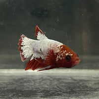 the-fish-farm Premium Male Betta Fancy Plakat Betta Male - One Only - 7 Buy this Premium Male Plakat Betta - One Only The Fish Farm Australia 