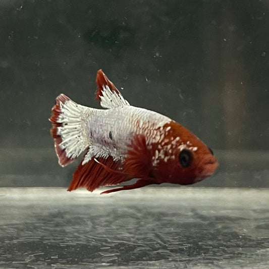 the-fish-farm Premium Male Betta Fancy Plakat Betta Male - One Only - 7 Buy this Premium Male Plakat Betta - One Only The Fish Farm Australia 