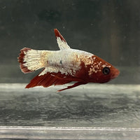 the-fish-farm Premium Male Betta Fancy Plakat Betta Male - One Only - 7 Buy this Premium Male Plakat Betta - One Only The Fish Farm Australia 