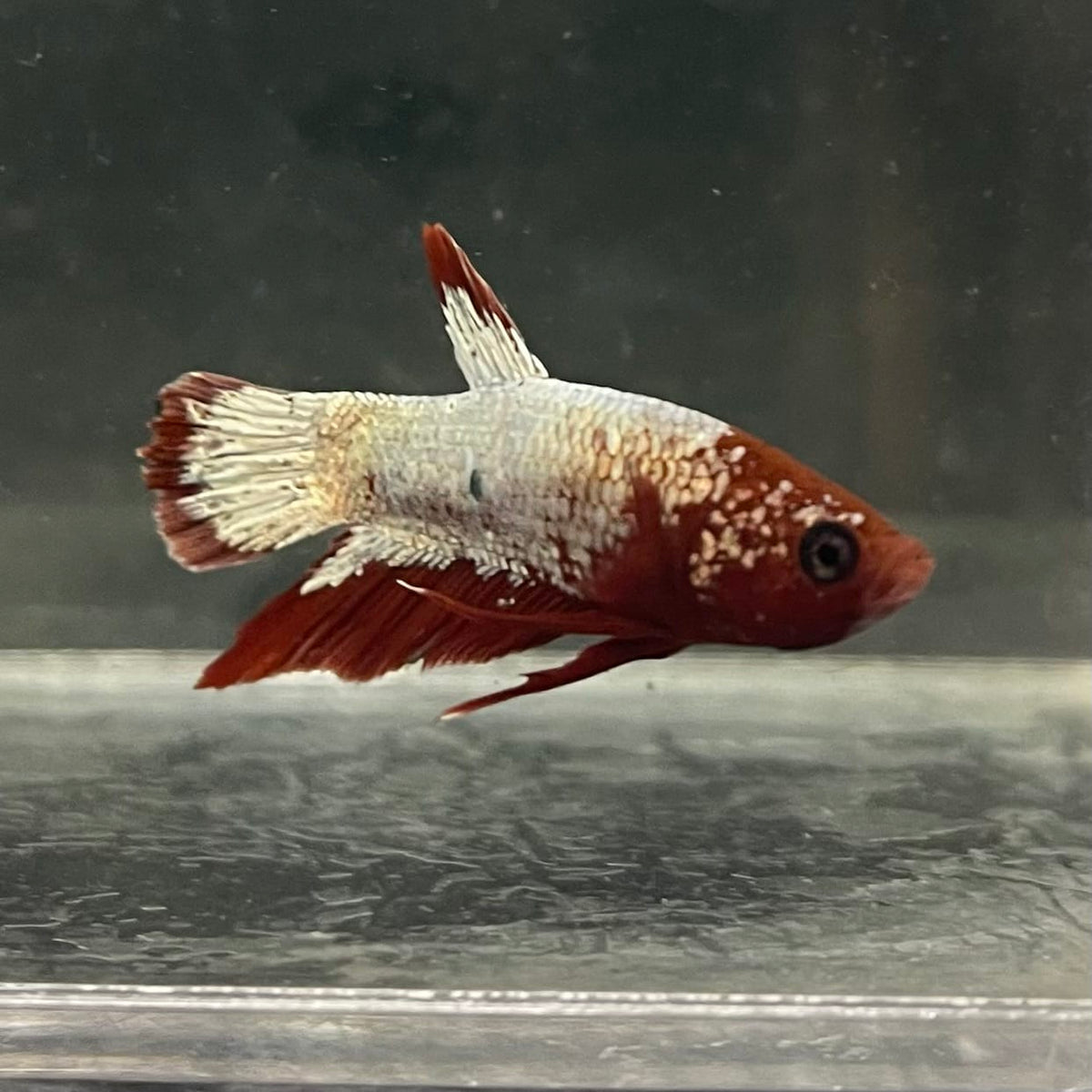 the-fish-farm Premium Male Betta Fancy Plakat Betta Male - One Only - 7 Buy this Premium Male Plakat Betta - One Only The Fish Farm Australia 