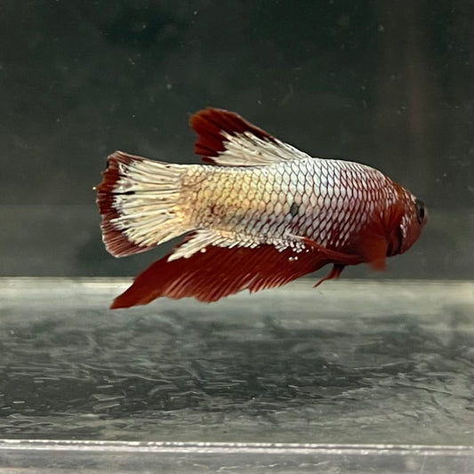 the-fish-farm Premium Male Betta Fancy Plakat Betta Male - One Only - 7 Buy this Premium Male Plakat Betta - One Only The Fish Farm Australia 