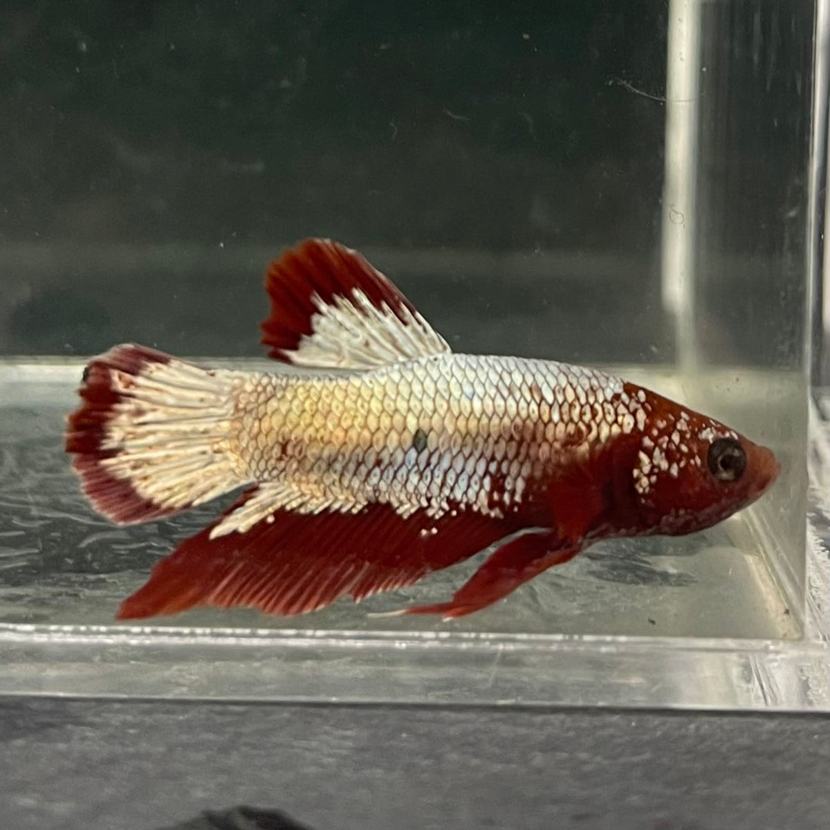 the-fish-farm Premium Male Betta Fancy Plakat Betta Male - One Only - 7 Buy this Premium Male Plakat Betta - One Only The Fish Farm Australia 