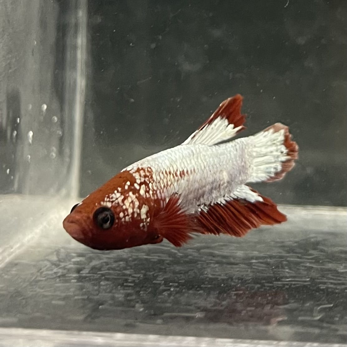 the-fish-farm Premium Male Betta Fancy Plakat Betta Male - One Only - 7 Buy this Premium Male Plakat Betta - One Only The Fish Farm Australia 