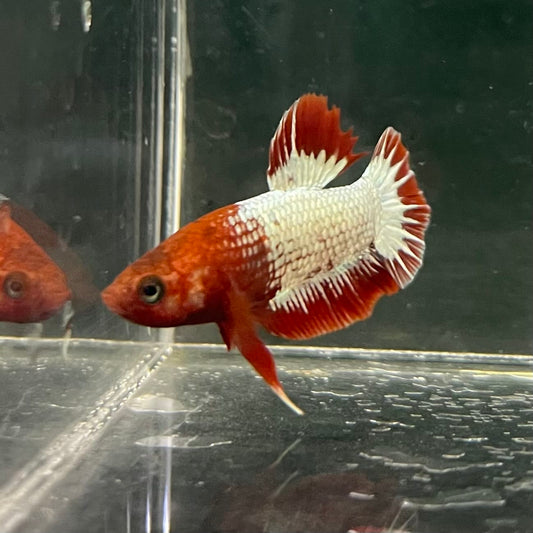 the-fish-farm Premium Male Betta Fancy Plakat Betta Male - One Only - 8 Buy this Premium Male Plakat Betta - One Only The Fish Farm Australia 