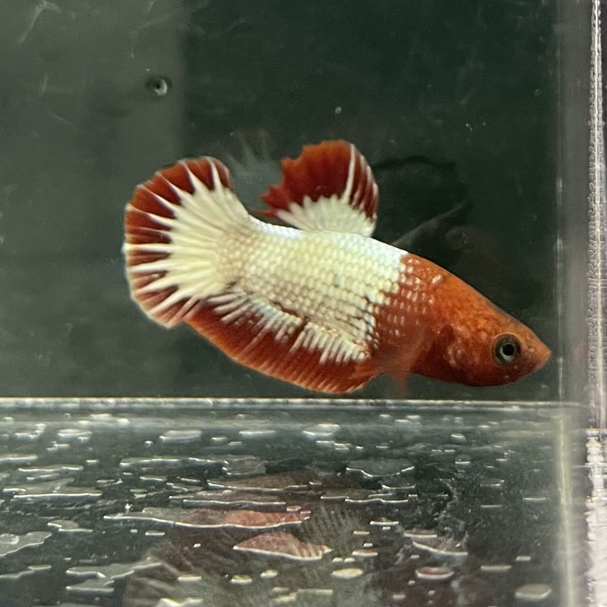 the-fish-farm Premium Male Betta Fancy Plakat Betta Male - One Only - 8 Buy this Premium Male Plakat Betta - One Only The Fish Farm Australia 