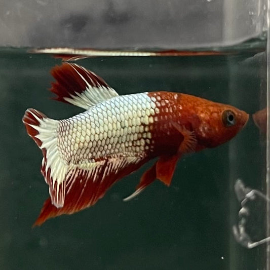 the-fish-farm Premium Male Betta Fancy Plakat Betta Male - One Only - 8 Buy this Premium Male Plakat Betta - One Only The Fish Farm Australia 