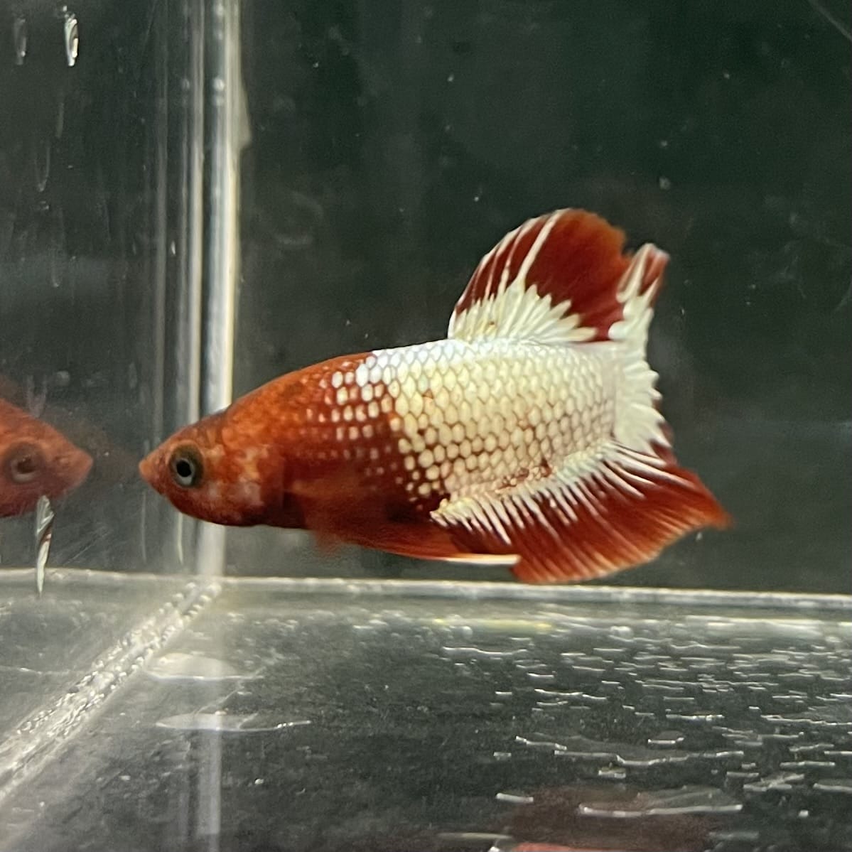 the-fish-farm Premium Male Betta Fancy Plakat Betta Male - One Only - 8 Buy this Premium Male Plakat Betta - One Only The Fish Farm Australia 