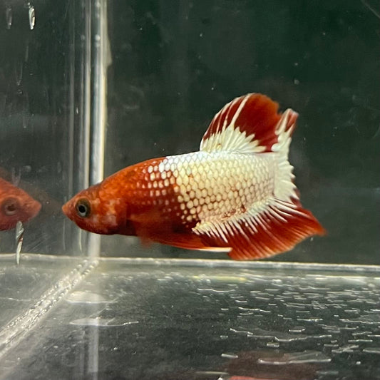 the-fish-farm Premium Male Betta Fancy Plakat Betta Male - One Only - 8 Buy this Premium Male Plakat Betta - One Only The Fish Farm Australia 