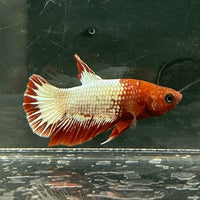 the-fish-farm Premium Male Betta Fancy Plakat Betta Male - One Only - 8 Buy this Premium Male Plakat Betta - One Only The Fish Farm Australia 