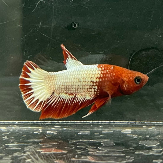 the-fish-farm Premium Male Betta Fancy Plakat Betta Male - One Only - 8 Buy this Premium Male Plakat Betta - One Only The Fish Farm Australia 