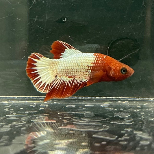 the-fish-farm Premium Male Betta Fancy Plakat Betta Male - One Only - 8 Buy this Premium Male Plakat Betta - One Only The Fish Farm Australia 