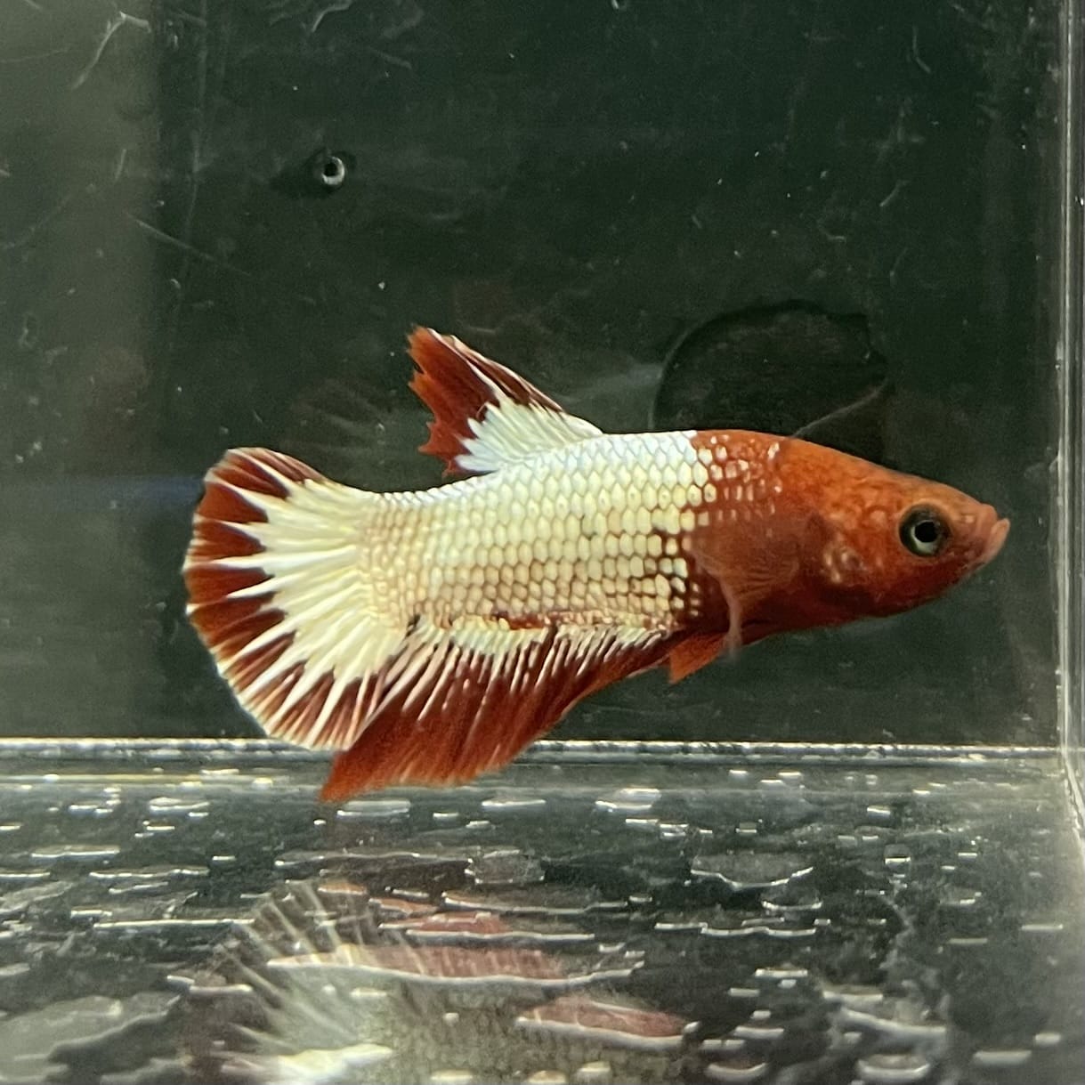 the-fish-farm Premium Male Betta Fancy Plakat Betta Male - One Only - 8 Buy this Premium Male Plakat Betta - One Only The Fish Farm Australia 