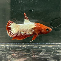 the-fish-farm Premium Male Betta Fancy Plakat Betta Male - One Only - 8 Buy this Premium Male Plakat Betta - One Only The Fish Farm Australia 