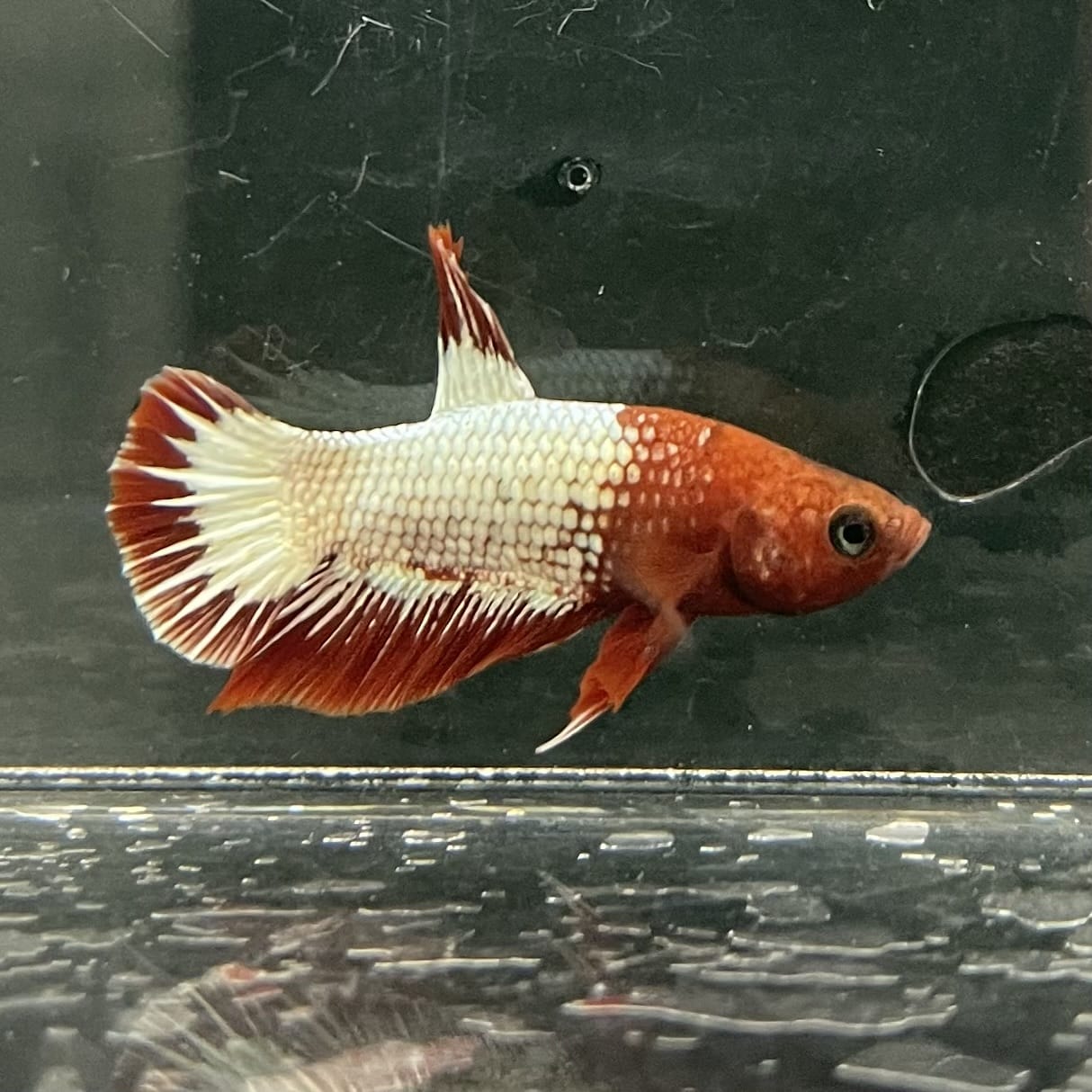 the-fish-farm Premium Male Betta Fancy Plakat Betta Male - One Only - 8 Buy this Premium Male Plakat Betta - One Only The Fish Farm Australia 