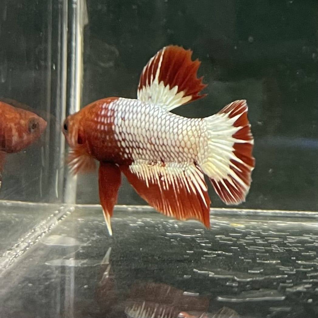 the-fish-farm Premium Male Betta Fancy Plakat Betta Male - One Only - 8 Buy this Premium Male Plakat Betta - One Only The Fish Farm Australia 