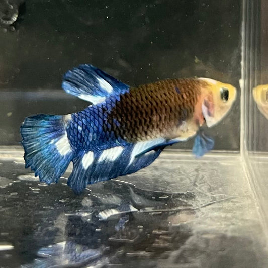 the-fish-farm Premium Male Betta Fancy Plakat Betta Male - One Only - 8 Buy this Premium Male Plakat Betta - One Only The Fish Farm Australia 