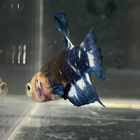 the-fish-farm Premium Male Betta Fancy Plakat Betta Male - One Only - 8 Buy this Premium Male Plakat Betta - One Only The Fish Farm Australia 