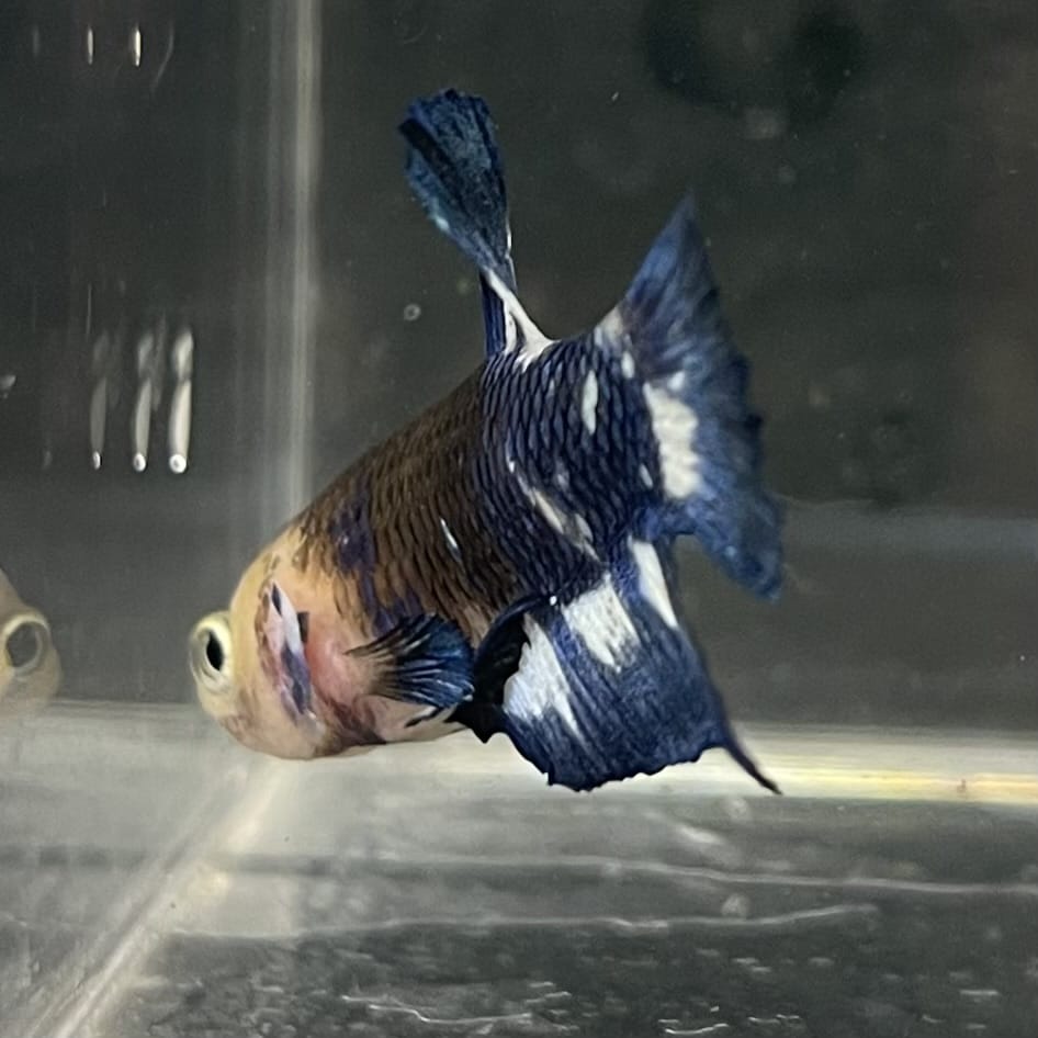 the-fish-farm Premium Male Betta Fancy Plakat Betta Male - One Only - 8 Buy this Premium Male Plakat Betta - One Only The Fish Farm Australia 