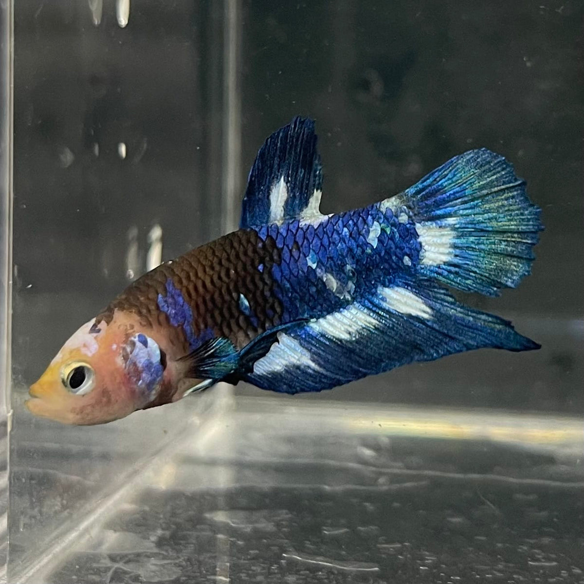 the-fish-farm Premium Male Betta Fancy Plakat Betta Male - One Only - 8 Buy this Premium Male Plakat Betta - One Only The Fish Farm Australia 