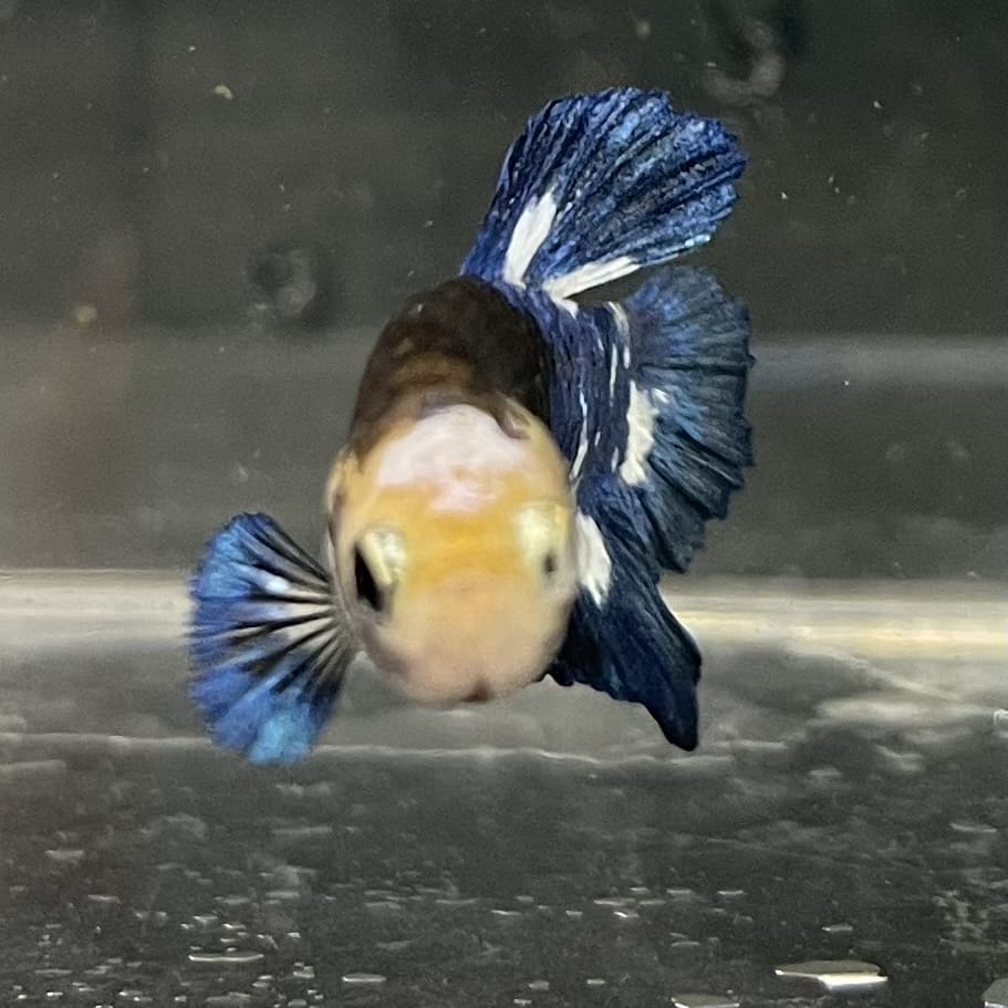 the-fish-farm Premium Male Betta Fancy Plakat Betta Male - One Only - 8 Buy this Premium Male Plakat Betta - One Only The Fish Farm Australia 