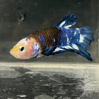 the-fish-farm Premium Male Betta Fancy Plakat Betta Male - One Only - 8 Buy this Premium Male Plakat Betta - One Only The Fish Farm Australia 