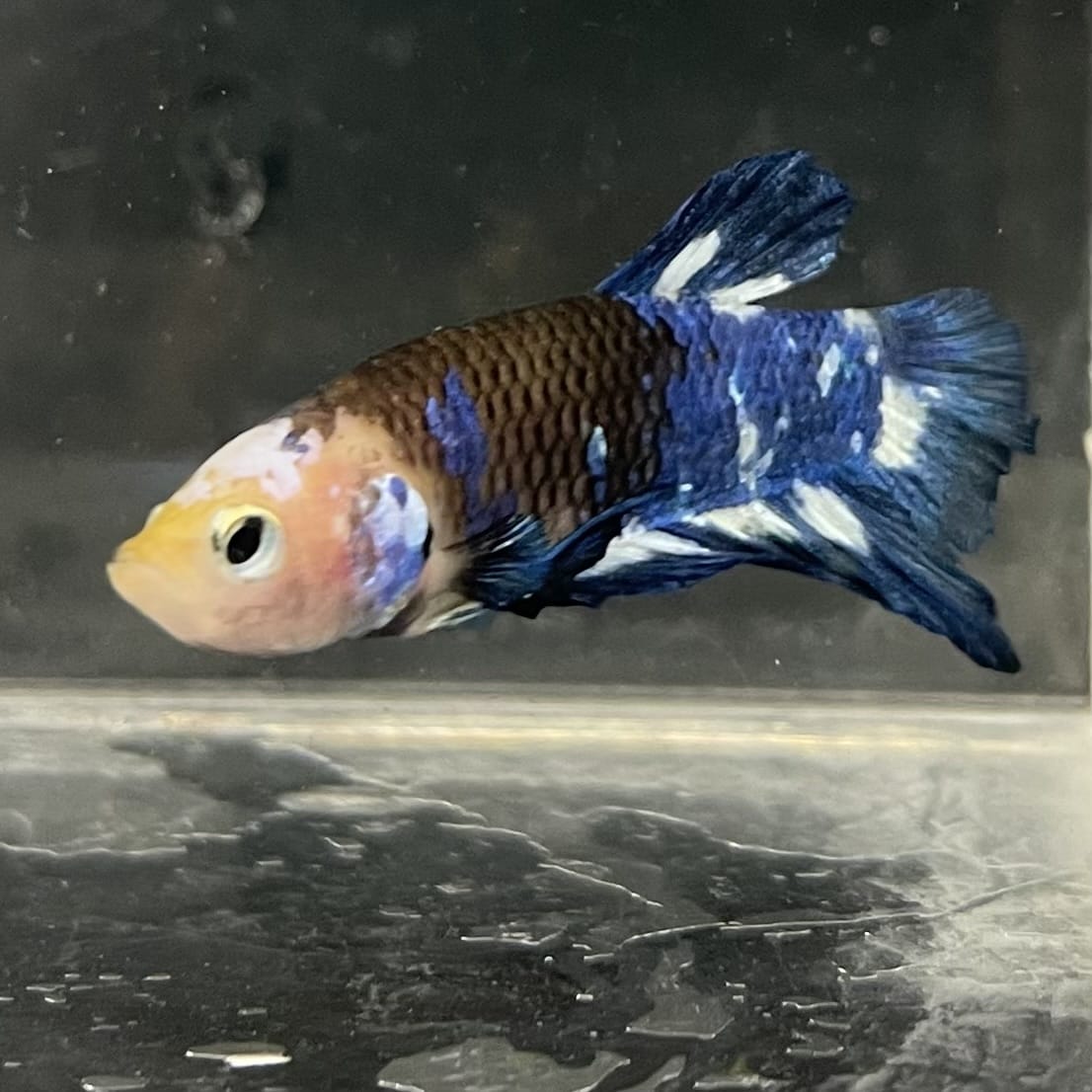 the-fish-farm Premium Male Betta Fancy Plakat Betta Male - One Only - 8 Buy this Premium Male Plakat Betta - One Only The Fish Farm Australia 