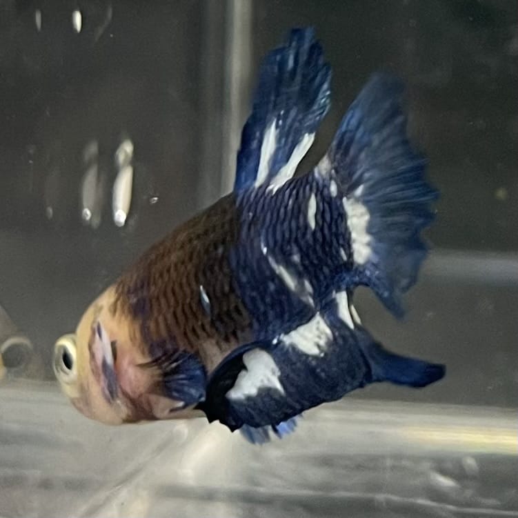 the-fish-farm Premium Male Betta Fancy Plakat Betta Male - One Only - 8 Buy this Premium Male Plakat Betta - One Only The Fish Farm Australia 