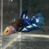 the-fish-farm Premium Male Betta Fancy Plakat Betta Male - One Only - 8 Buy this Premium Male Plakat Betta - One Only The Fish Farm Australia 