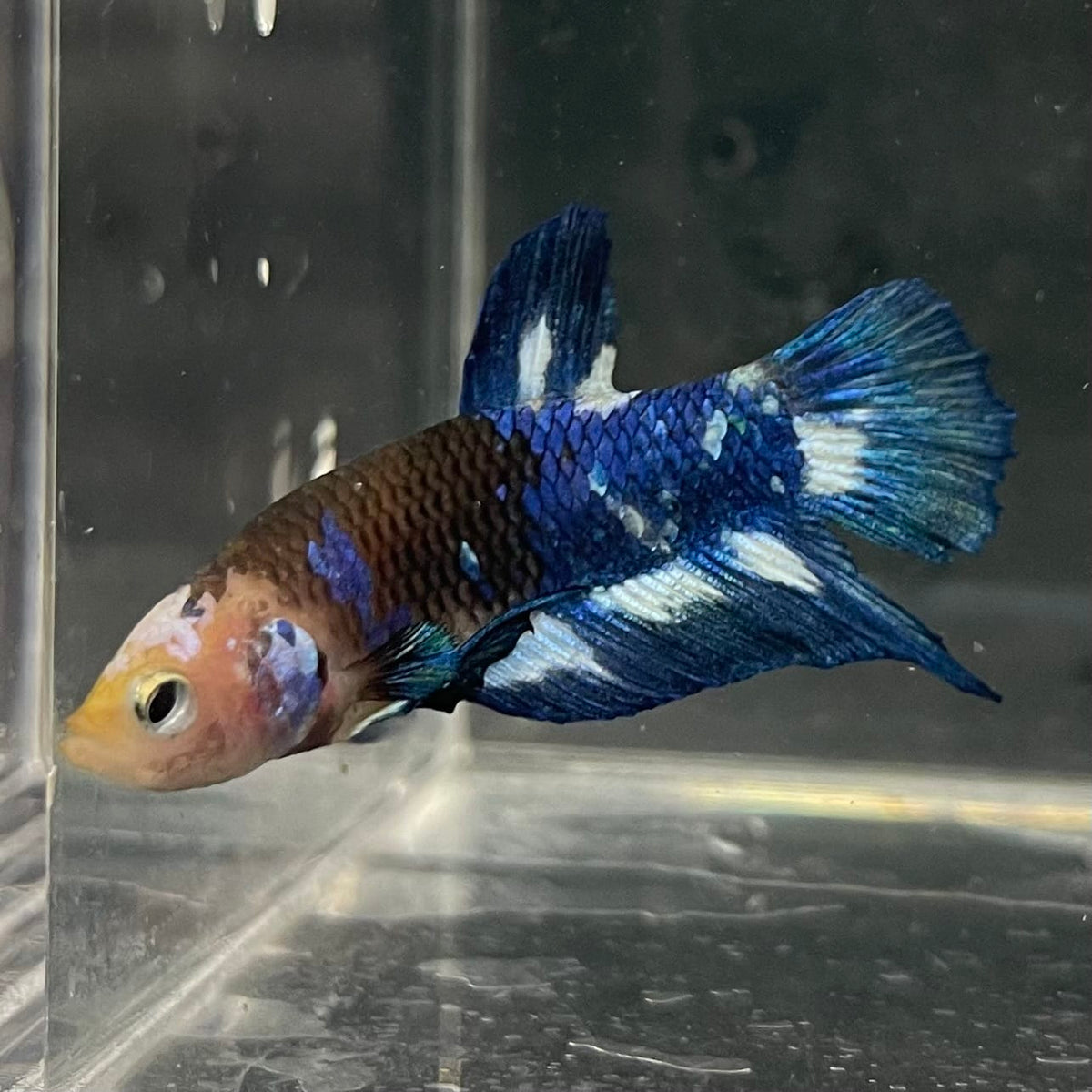 the-fish-farm Premium Male Betta Fancy Plakat Betta Male - One Only - 8 Buy this Premium Male Plakat Betta - One Only The Fish Farm Australia 