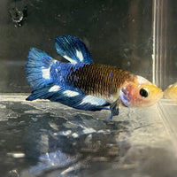 the-fish-farm Premium Male Betta Fancy Plakat Betta Male - One Only - 8 Buy this Premium Male Plakat Betta - One Only The Fish Farm Australia 