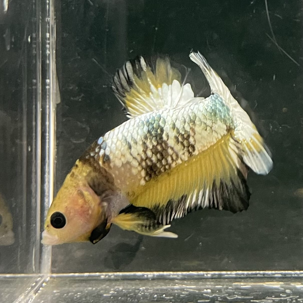 the-fish-farm Premium Male Betta Fancy Plakat Betta Male - One Only - 9 Buy this Premium Male Plakat Betta - One Only The Fish Farm Australia 