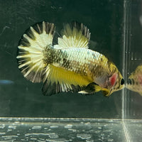 the-fish-farm Premium Male Betta Fancy Plakat Betta Male - One Only - 9 Buy this Premium Male Plakat Betta - One Only The Fish Farm Australia 