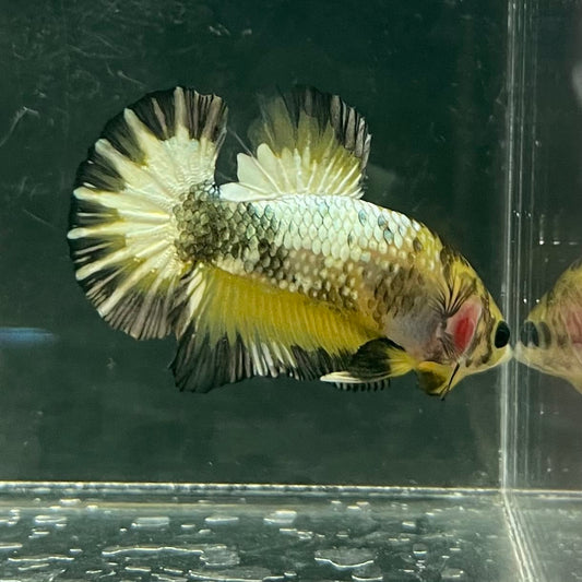 the-fish-farm Premium Male Betta Fancy Plakat Betta Male - One Only - 9 Buy this Premium Male Plakat Betta - One Only The Fish Farm Australia 