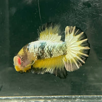 the-fish-farm Premium Male Betta Fancy Plakat Betta Male - One Only - 9 Buy this Premium Male Plakat Betta - One Only The Fish Farm Australia 