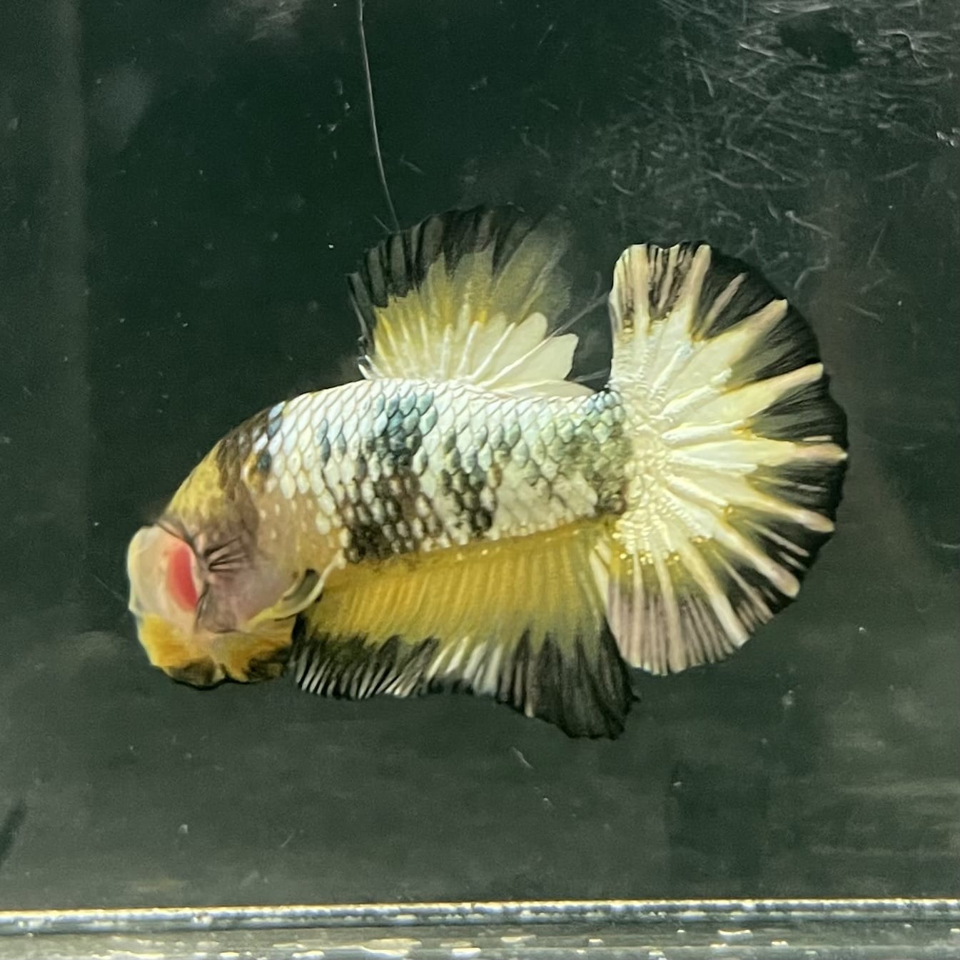 the-fish-farm Premium Male Betta Fancy Plakat Betta Male - One Only - 9 Buy this Premium Male Plakat Betta - One Only The Fish Farm Australia 