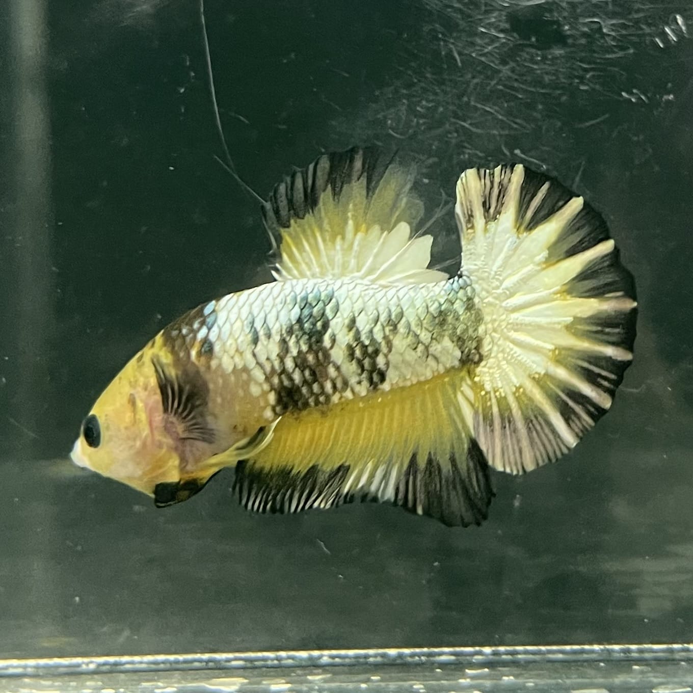 the-fish-farm Premium Male Betta Fancy Plakat Betta Male - One Only - 9 Buy this Premium Male Plakat Betta - One Only The Fish Farm Australia 