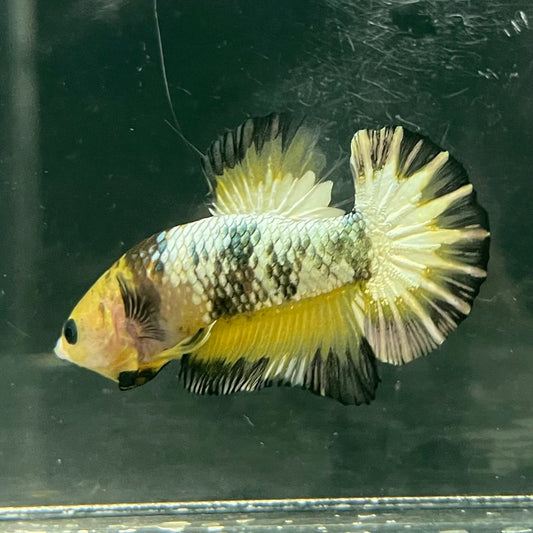 the-fish-farm Premium Male Betta Fancy Plakat Betta Male - One Only - 9 Buy this Premium Male Plakat Betta - One Only The Fish Farm Australia 