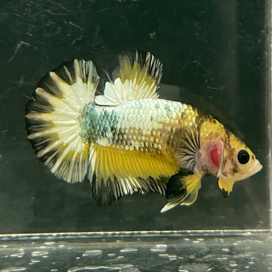 the-fish-farm Premium Male Betta Fancy Plakat Betta Male - One Only - 9 Buy this Premium Male Plakat Betta - One Only The Fish Farm Australia 