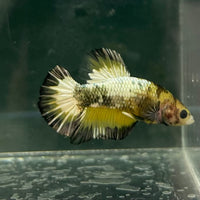 the-fish-farm Premium Male Betta Fancy Plakat Betta Male - One Only - 9 Buy this Premium Male Plakat Betta - One Only The Fish Farm Australia 