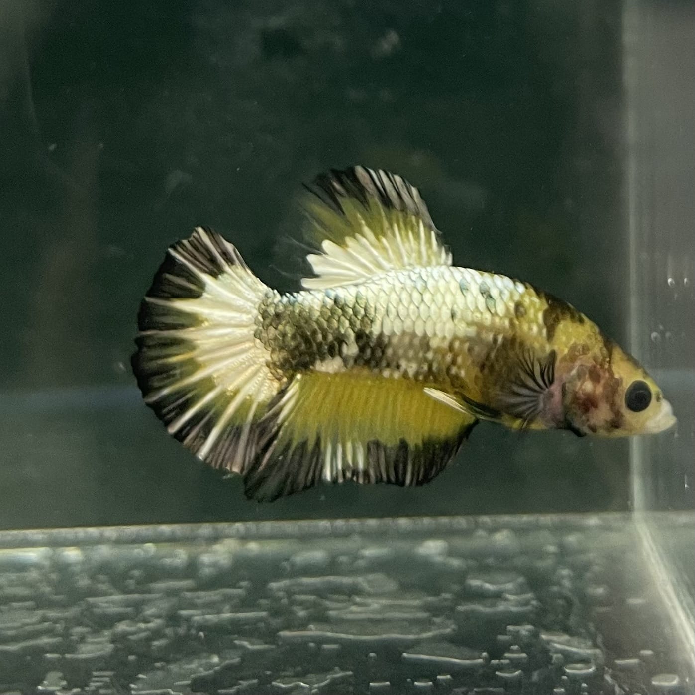 the-fish-farm Premium Male Betta Fancy Plakat Betta Male - One Only - 9 Buy this Premium Male Plakat Betta - One Only The Fish Farm Australia 
