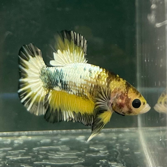 the-fish-farm Premium Male Betta Fancy Plakat Betta Male - One Only - 9 Buy this Premium Male Plakat Betta - One Only The Fish Farm Australia 