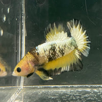 the-fish-farm Premium Male Betta Fancy Plakat Betta Male - One Only - 9 Buy this Premium Male Plakat Betta - One Only The Fish Farm Australia 