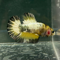 the-fish-farm Premium Male Betta Fancy Plakat Betta Male - One Only - 9 Buy this Premium Male Plakat Betta - One Only The Fish Farm Australia 