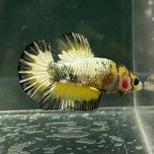 the-fish-farm Premium Male Betta Fancy Plakat Betta Male - One Only - 9 Buy this Premium Male Plakat Betta - One Only The Fish Farm Australia 
