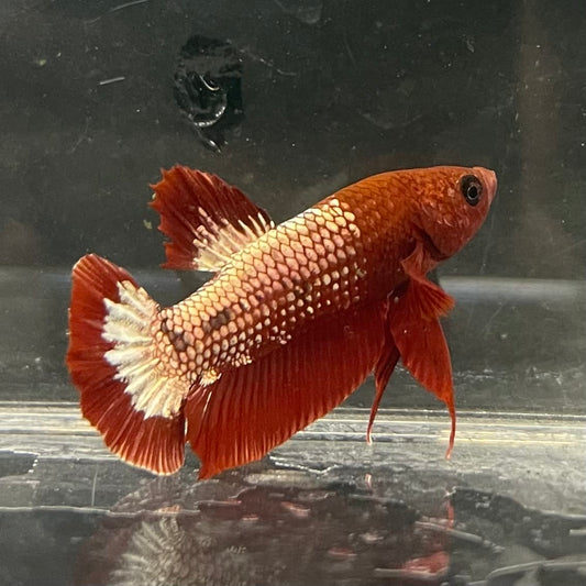 the-fish-farm Premium Male Betta Fancy Plakat Betta Male - One Only - 9 Buy this Premium Male Plakat Betta - One Only The Fish Farm Australia 