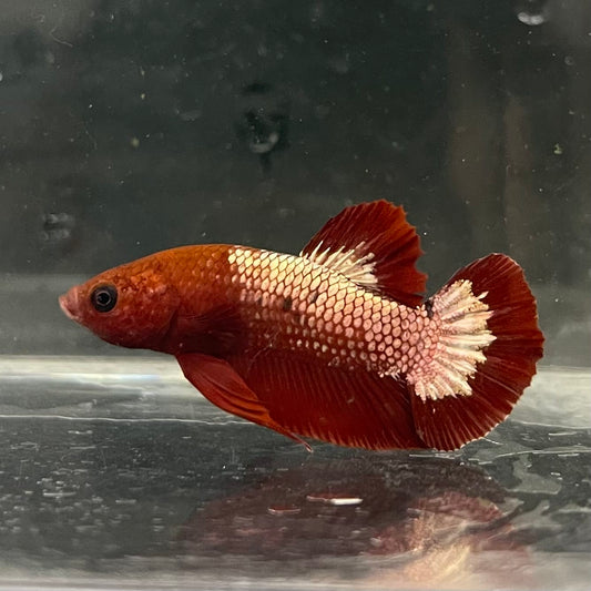 the-fish-farm Premium Male Betta Fancy Plakat Betta Male - One Only - 9 Buy this Premium Male Plakat Betta - One Only The Fish Farm Australia 