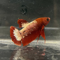 the-fish-farm Premium Male Betta Fancy Plakat Betta Male - One Only - 9 Buy this Premium Male Plakat Betta - One Only The Fish Farm Australia 